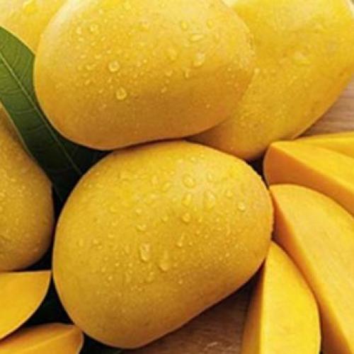 Tác dụng của trái Xoài